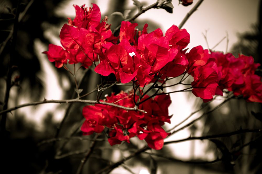 Photograph by Gulam Mohiuddin Chandiwala