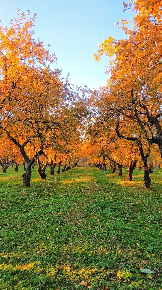 Осень в Коломенском
