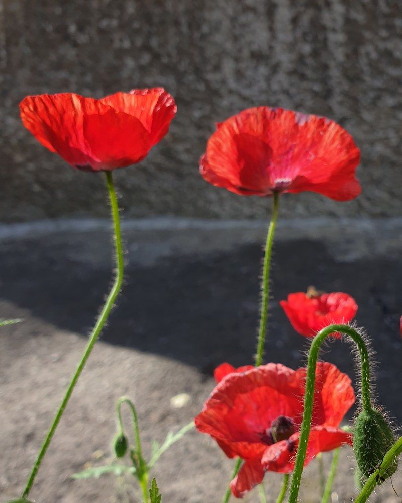 Photograph by Наталья Адалинская