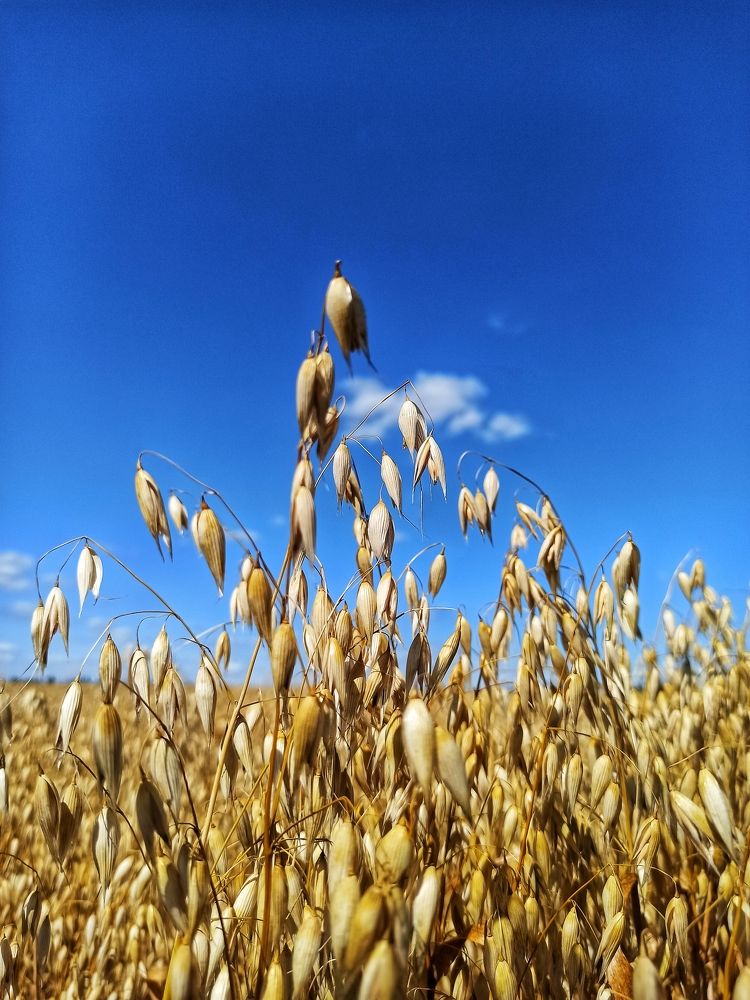 Photograph by Вера Родионова