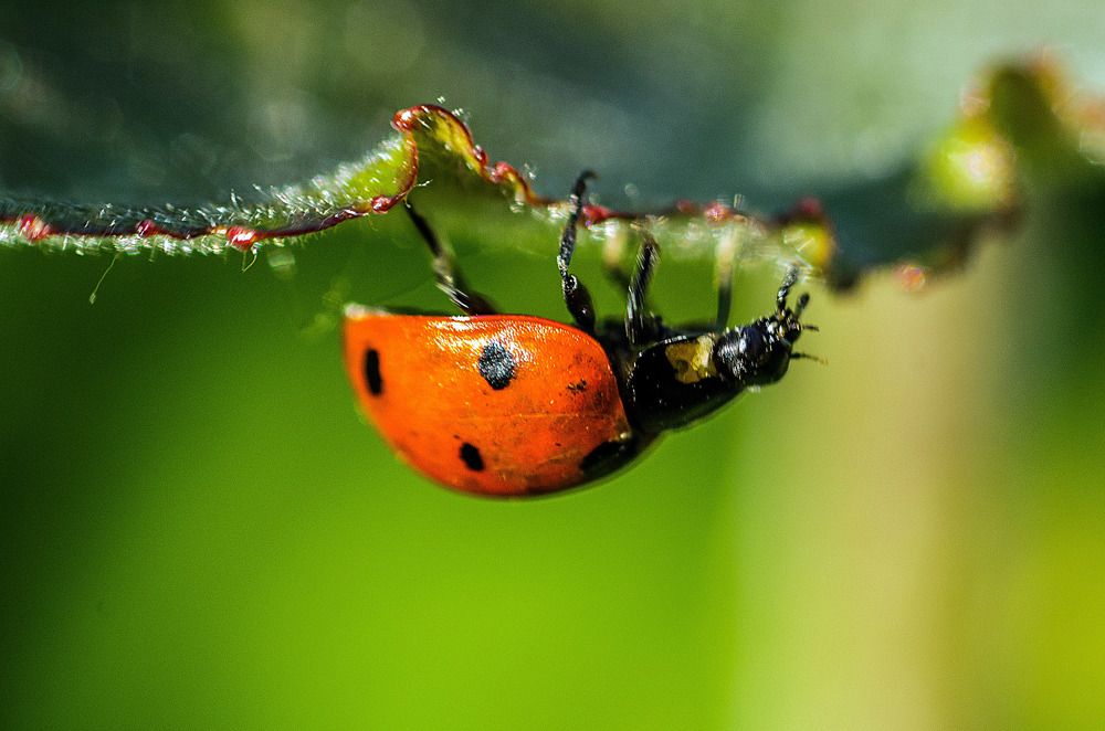 Photograph by Анастасия Глазюк