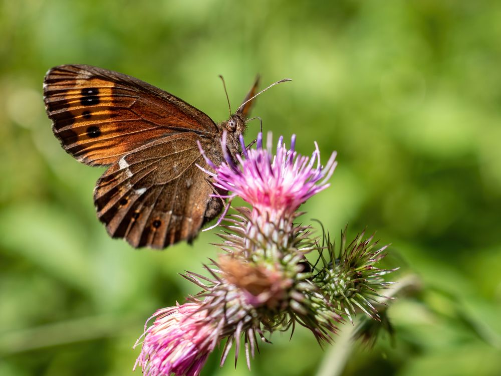 Photograph by Pucs Fongabe