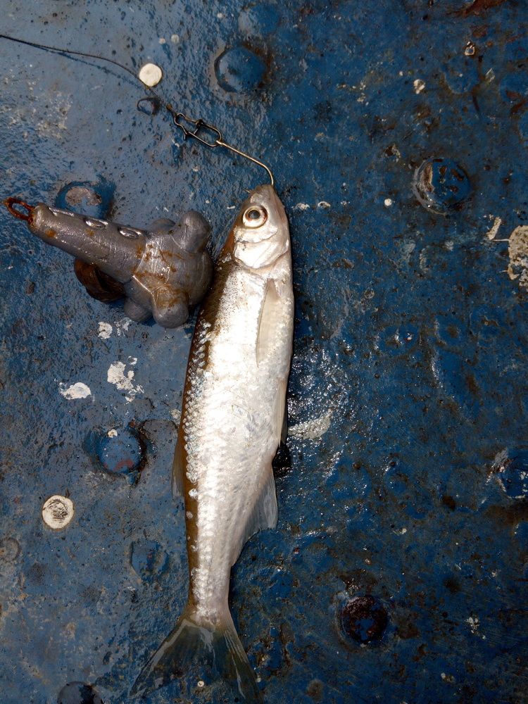 Улов рыбалка - рыба уклейка