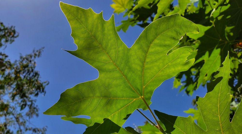Фотография автора Mahdi Hosseini Kia