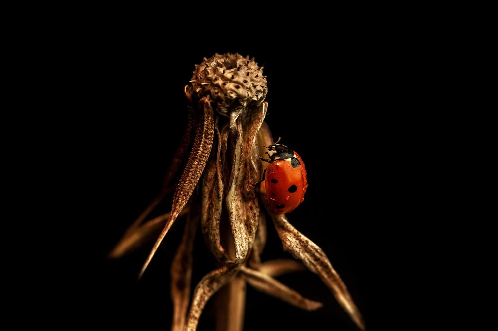 Photograph by Ольга Цветкова