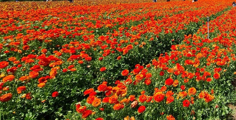 Фотография автора Larisa Tabachnik