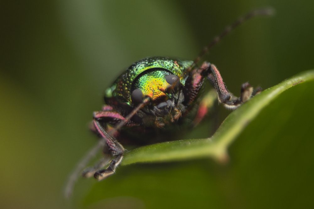 Photograph by Shehan Dondeenu