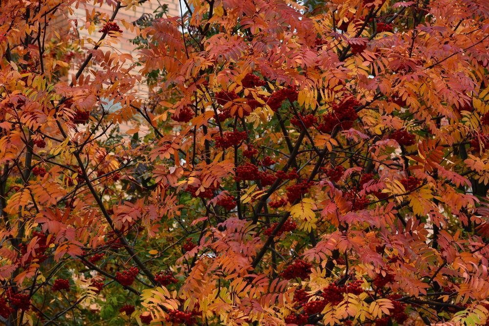 Фотография автора Юрий Рудый