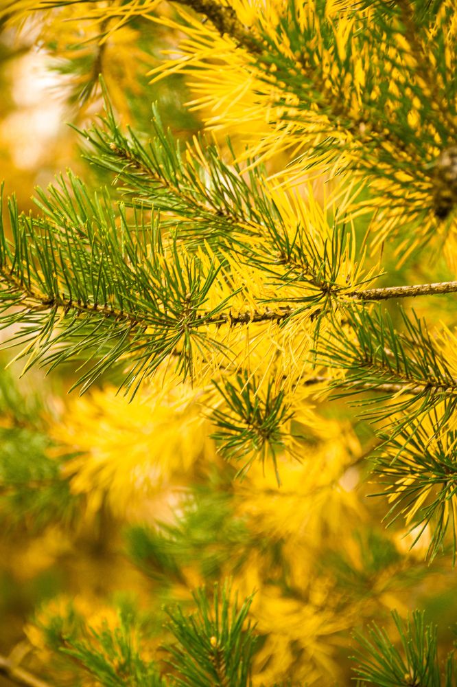 Photograph by Шафиева Ирина