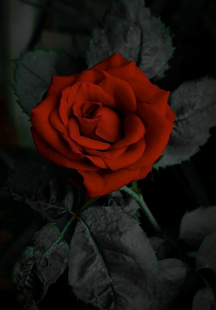 Photograph by Tapashya Pihwal