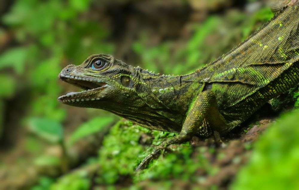 Philippine Juvenile sailfin lizard