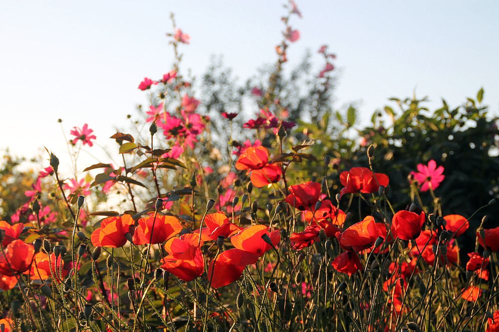 Фотография автора Любовь Харина