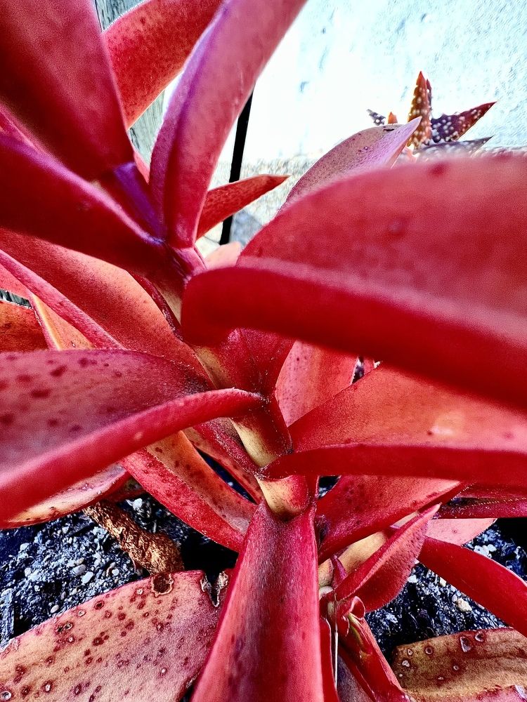 Photograph by Shannon