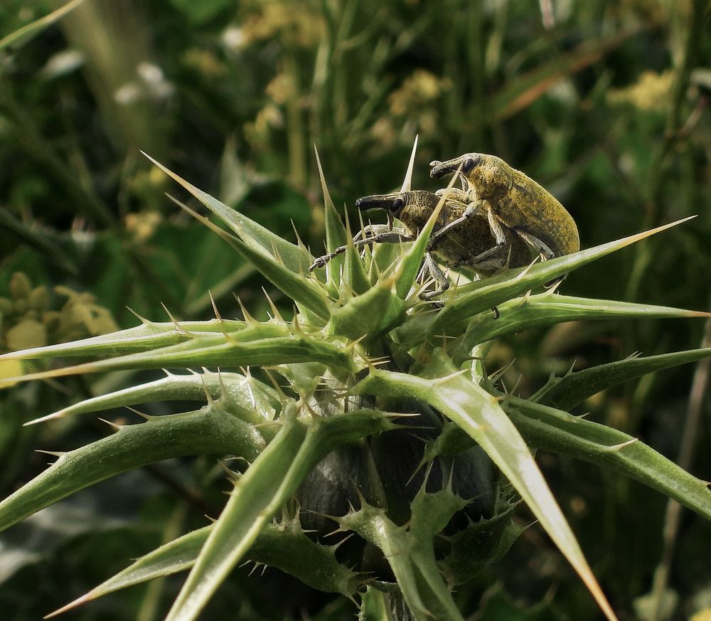 Photograph by Михаил Заброцкий