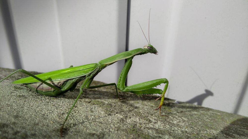 Photograph by Елена Фабрицкая