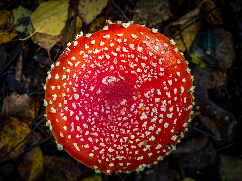 Photograph by Евгений Глазунов