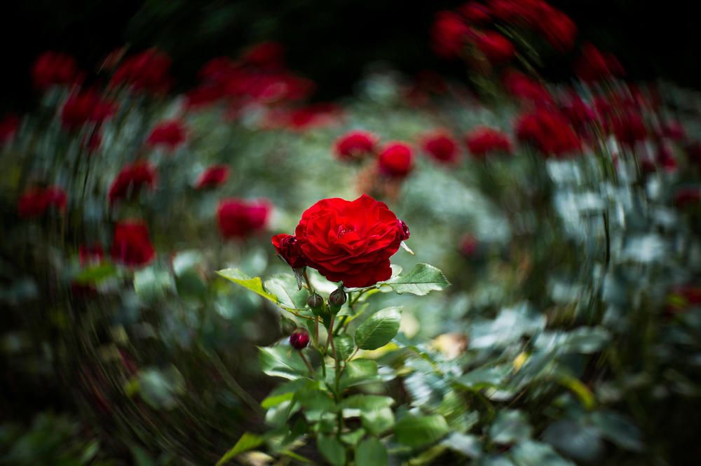 Фотография автора Rozman Erik