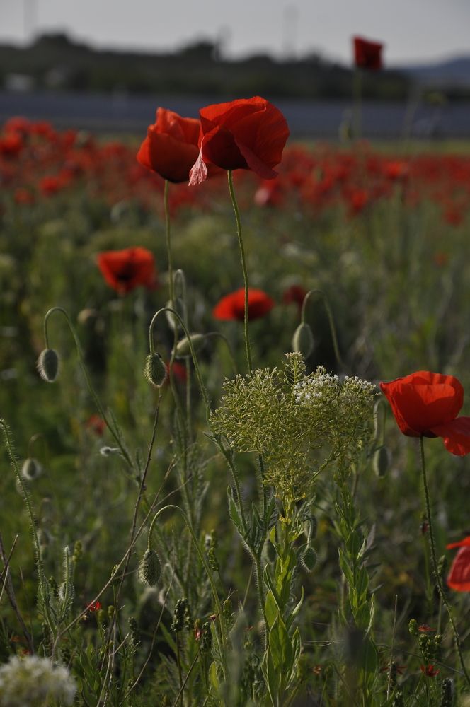 Photograph by Ольга Струкалина
