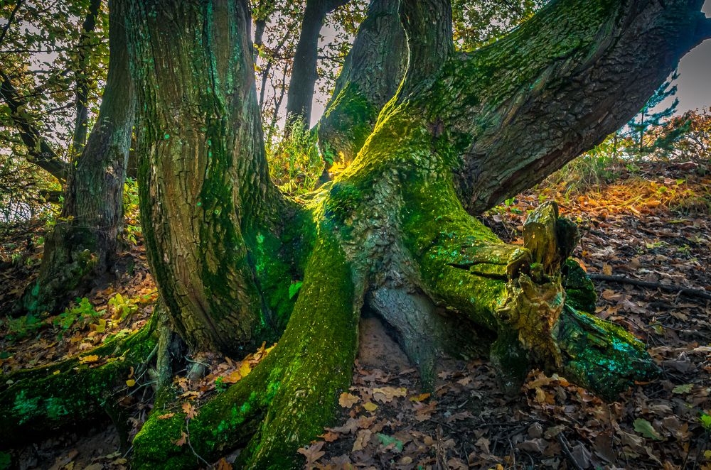 Photograph by Евгений Глазунов