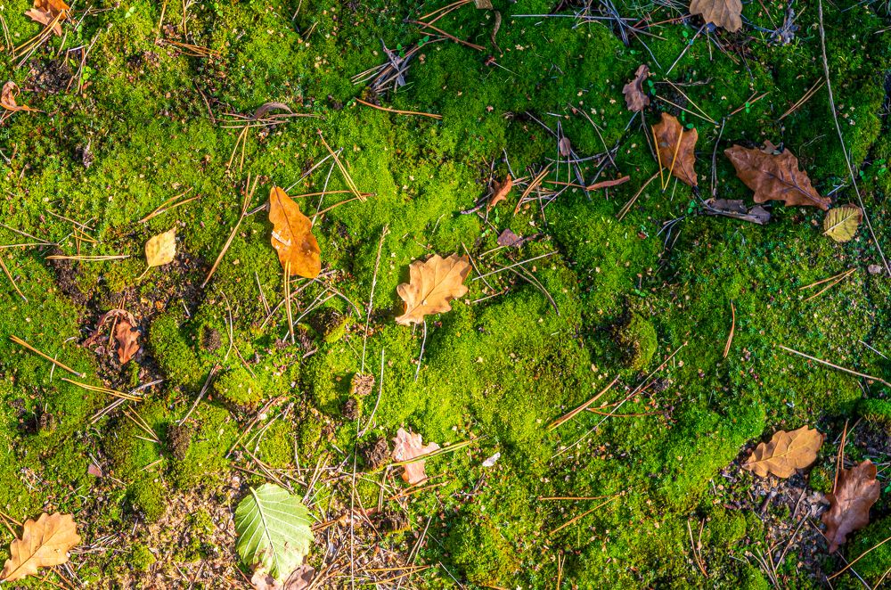Photograph by Евгений Глазунов