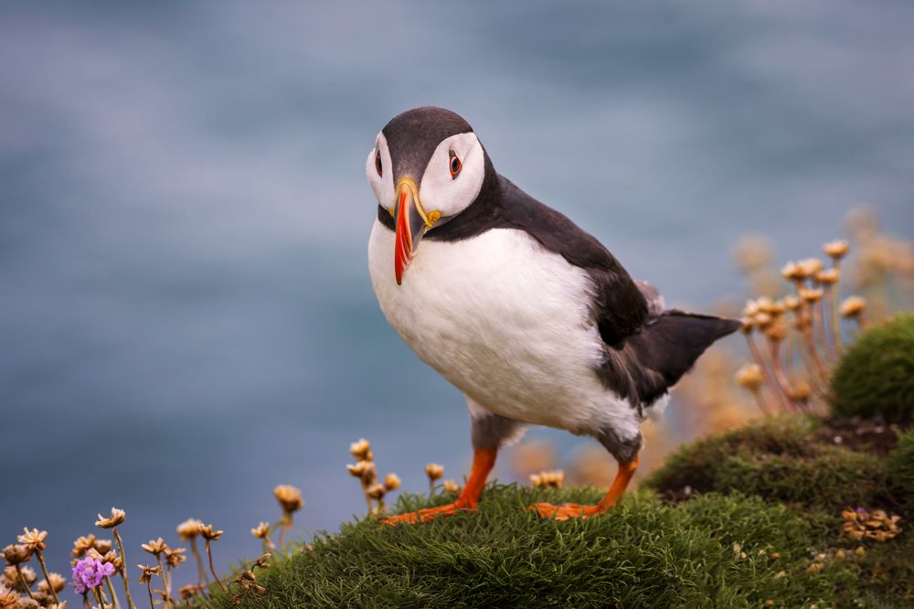 Photograph by Peter Krocka