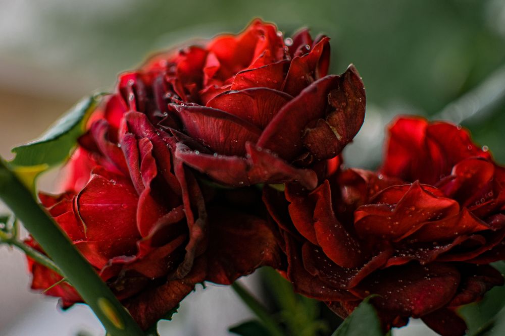 Photograph by Екатерина Абатурова