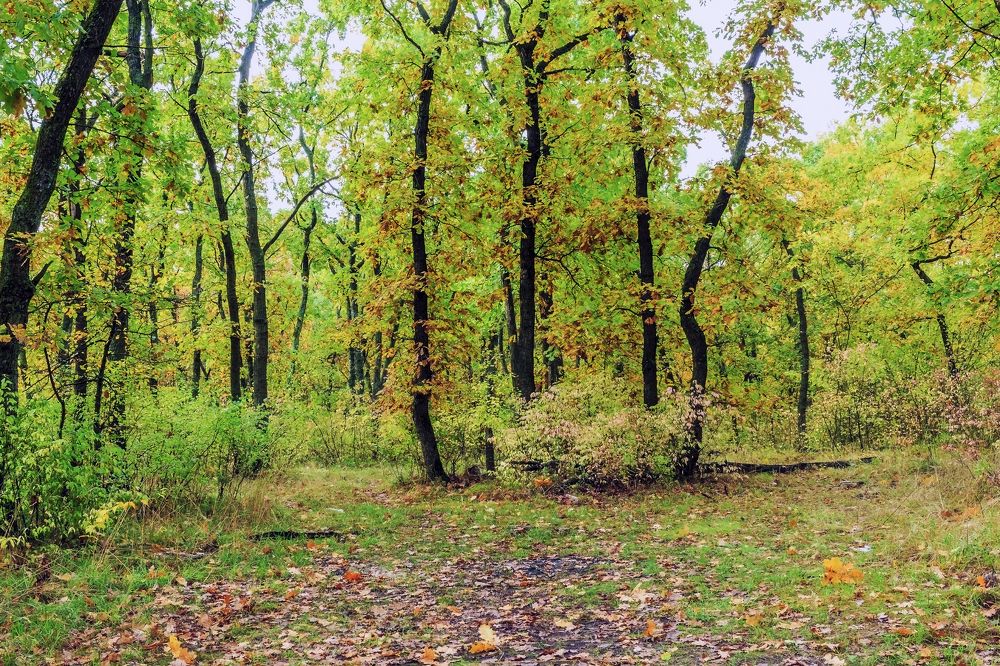 Краски осеннего леса