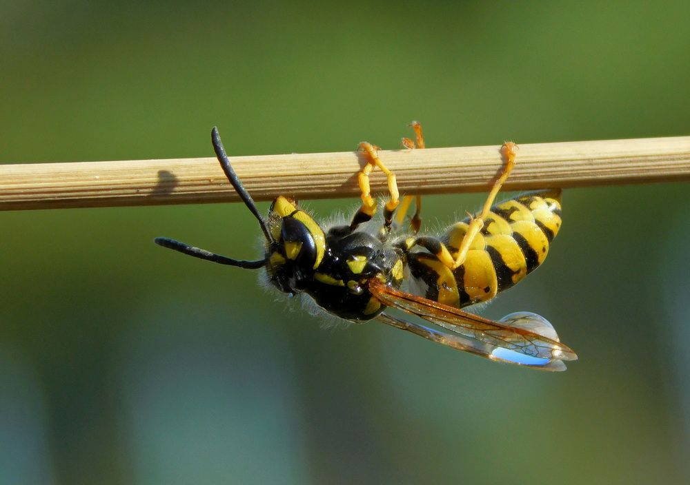 Photograph by Сергей Чеченов