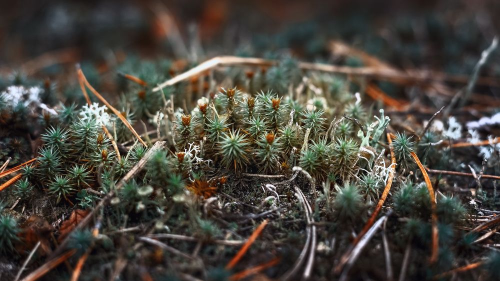 Photograph by Александр Слепцов