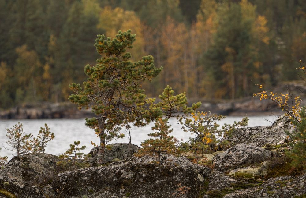 Photograph by Виталий Богачев