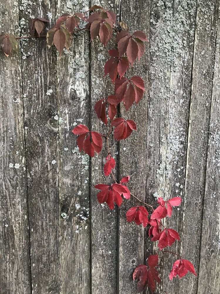 Photograph by Татьяна Шибанова