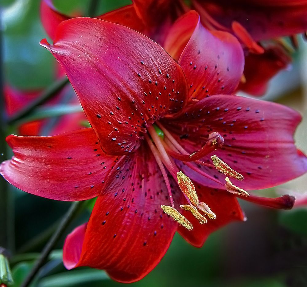 Photograph by Клясюк Галина