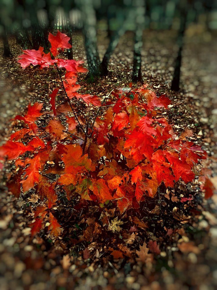 Photograph by Татьяна Шибанова