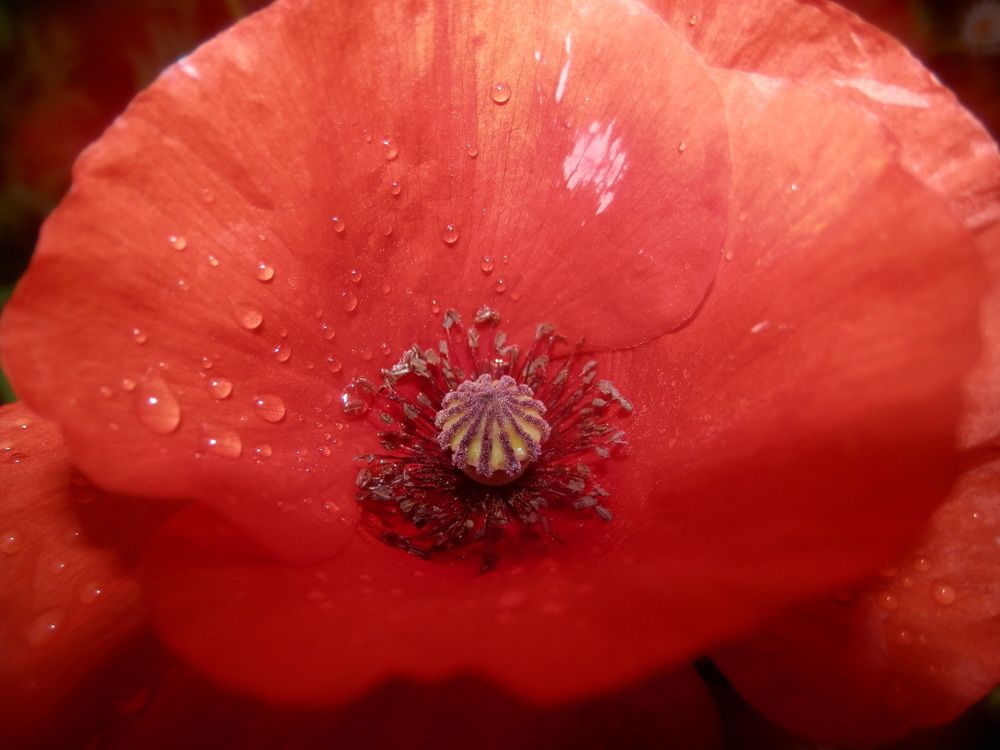 Photograph by Георгий Салюков