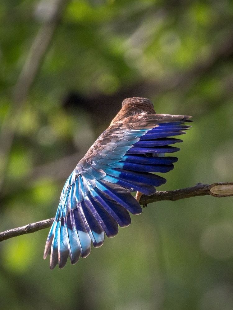 Photograph by AMARDEEP SINGH