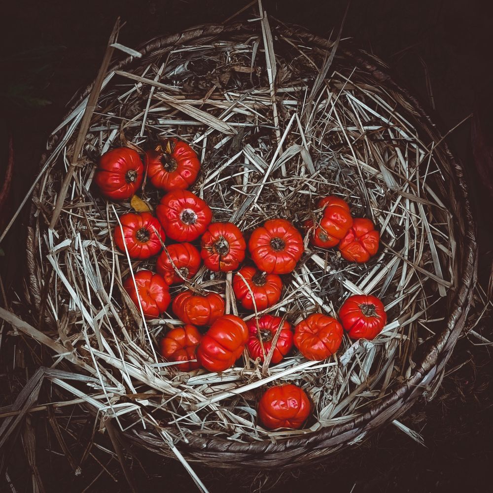 Photograph by Екатерина Воротникова