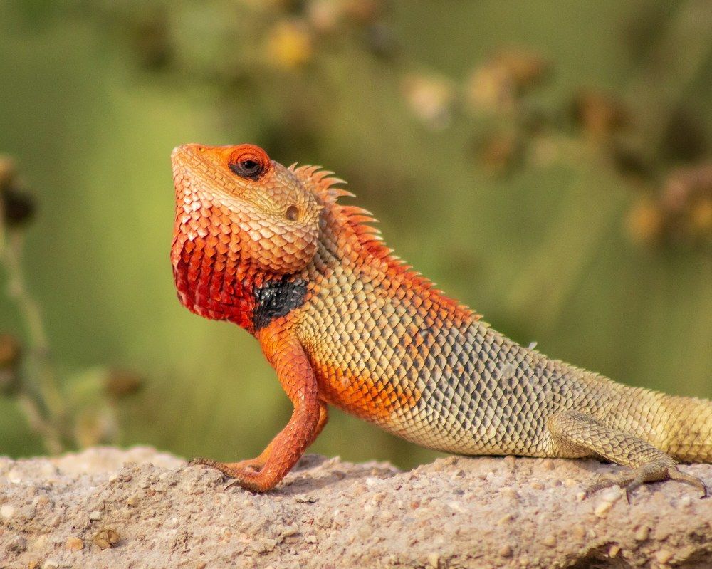 Photograph by AMARDEEP SINGH