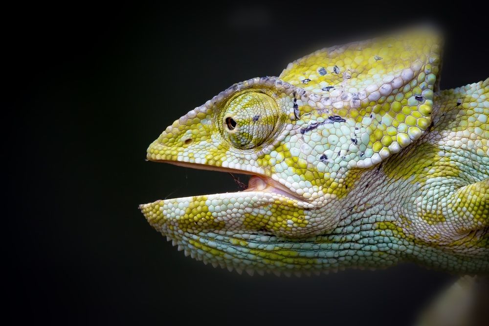 Photograph by AMARDEEP SINGH