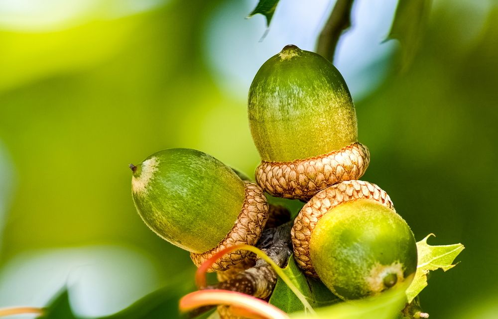 Photograph by Octavian Timosco