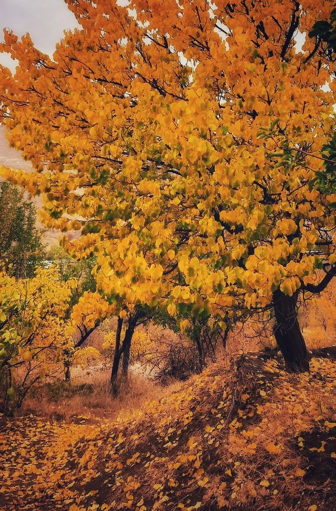 Фотография автора Mahdi Hosseini Kia