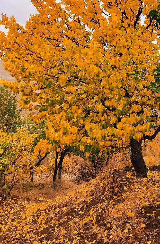 Photograph by Mahdi Hosseini Kia
