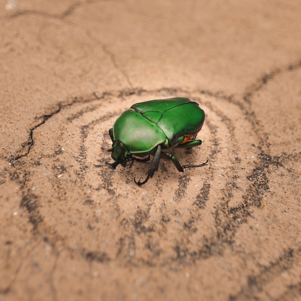 Photograph by Jan Musil