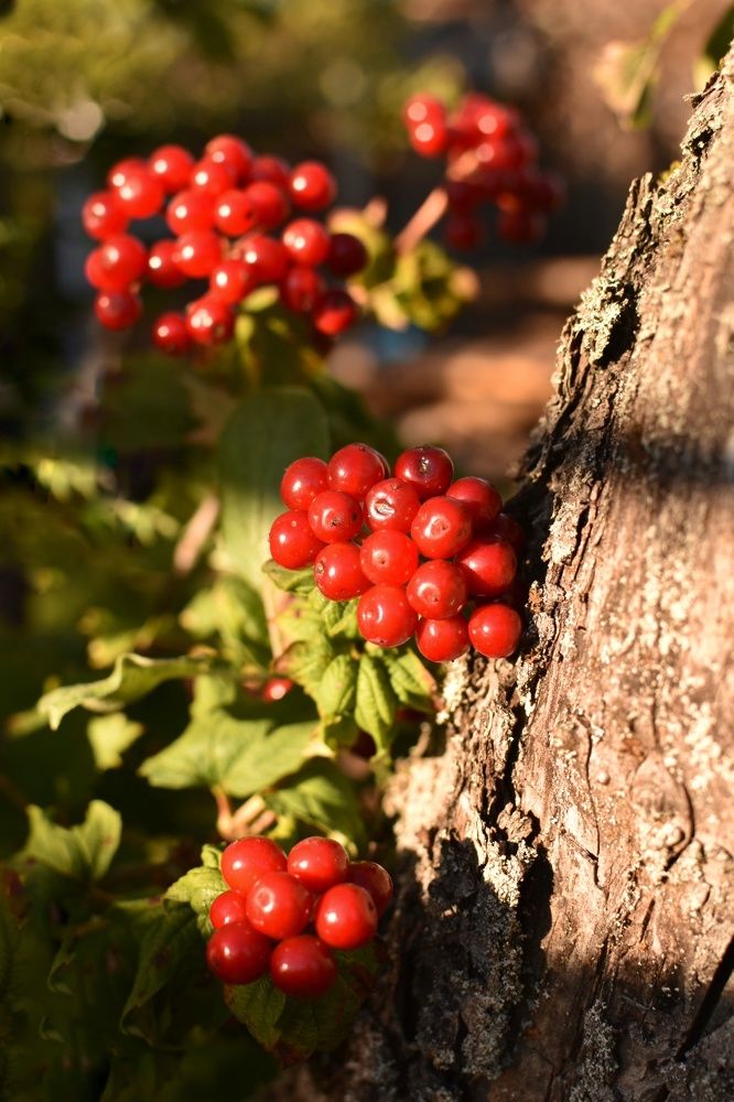 Photograph by Татьяна Абабкова