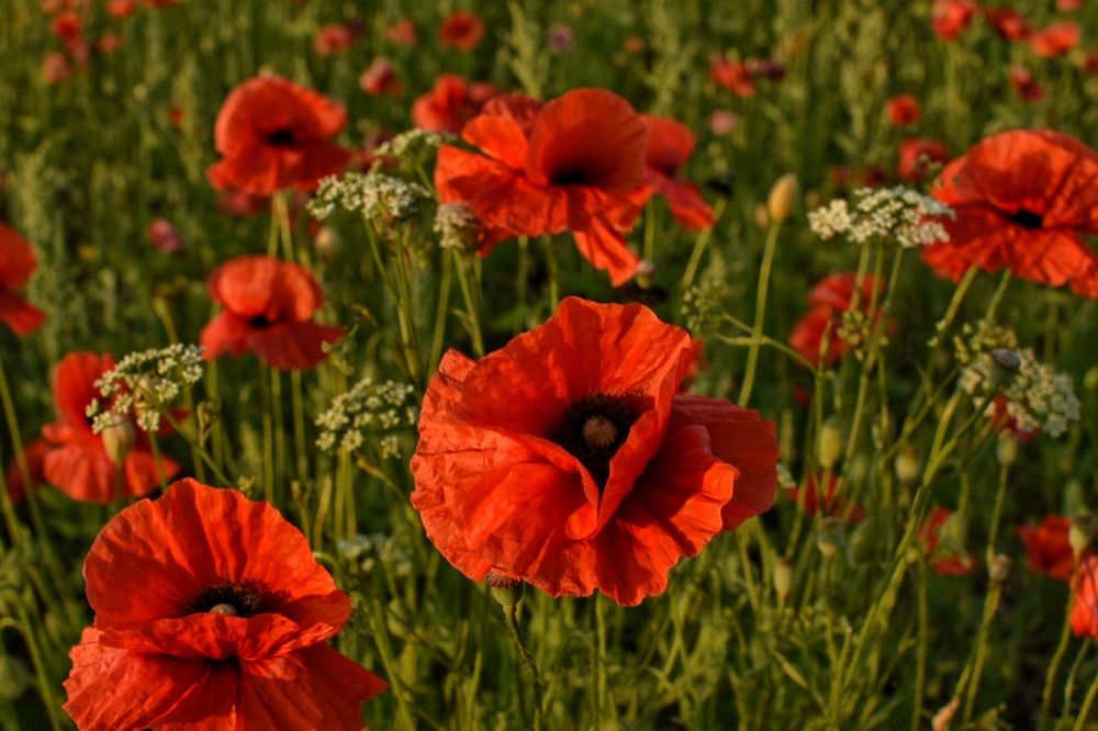 Photograph by Татьяна Абабкова