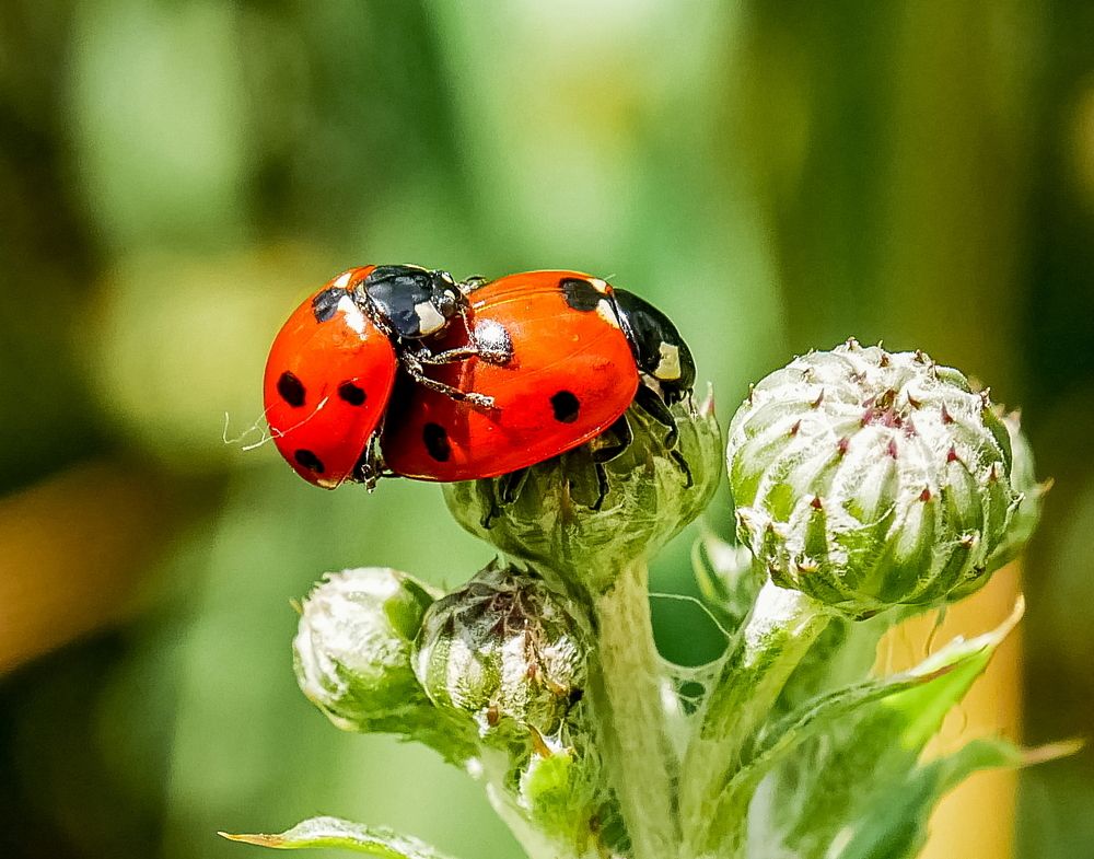 Ladybugs