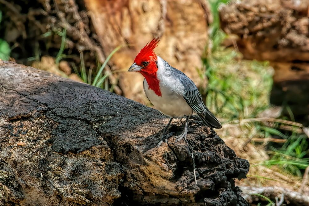 Photograph by Marcelo Luzzi