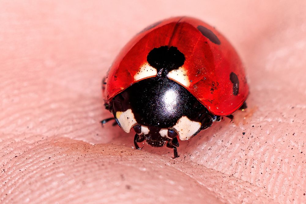 Фотография автора Максимов Алексей