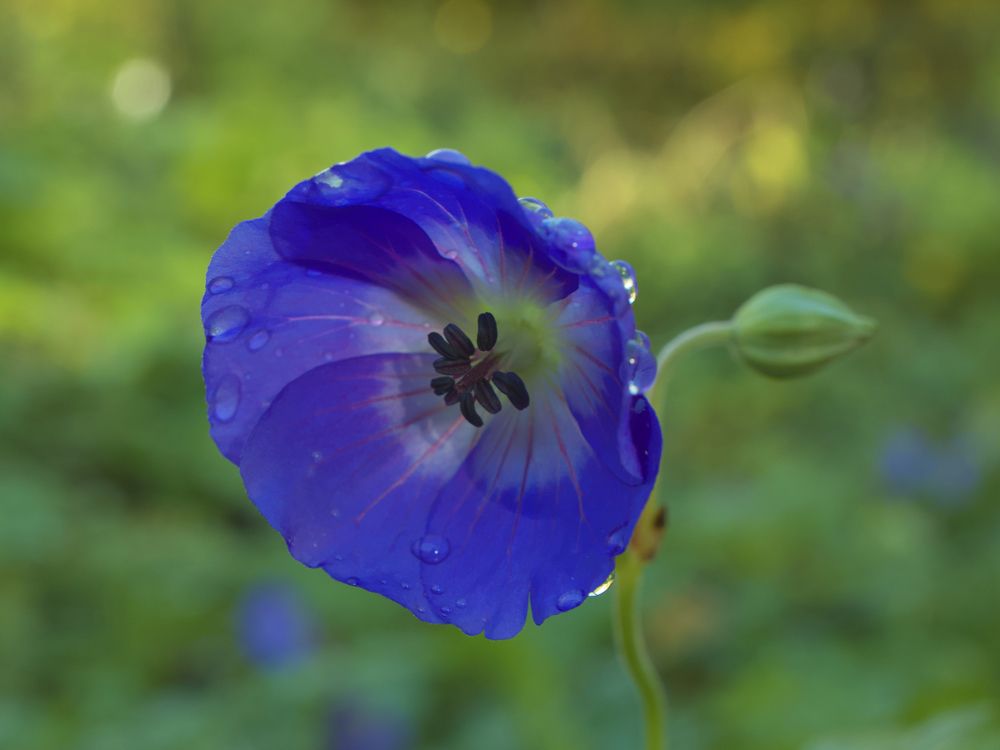 Photograph by Серегина Ирина