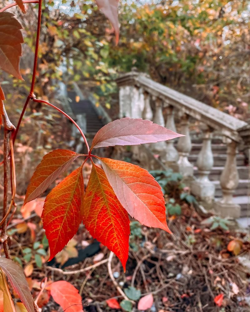 Photograph by Юлиана Шабовта