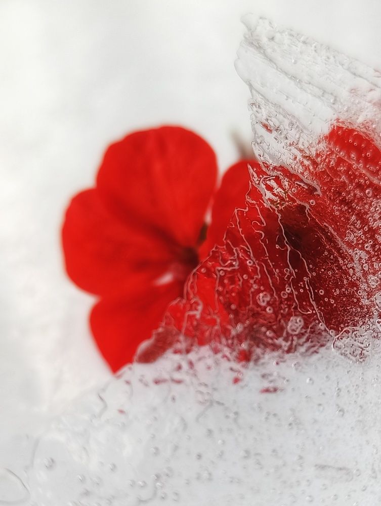 Photograph by Elena Bogomolova